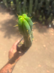 👑🌶️🌶️ Dulzura — Ugly, Rootbound and Pumping 💪15”