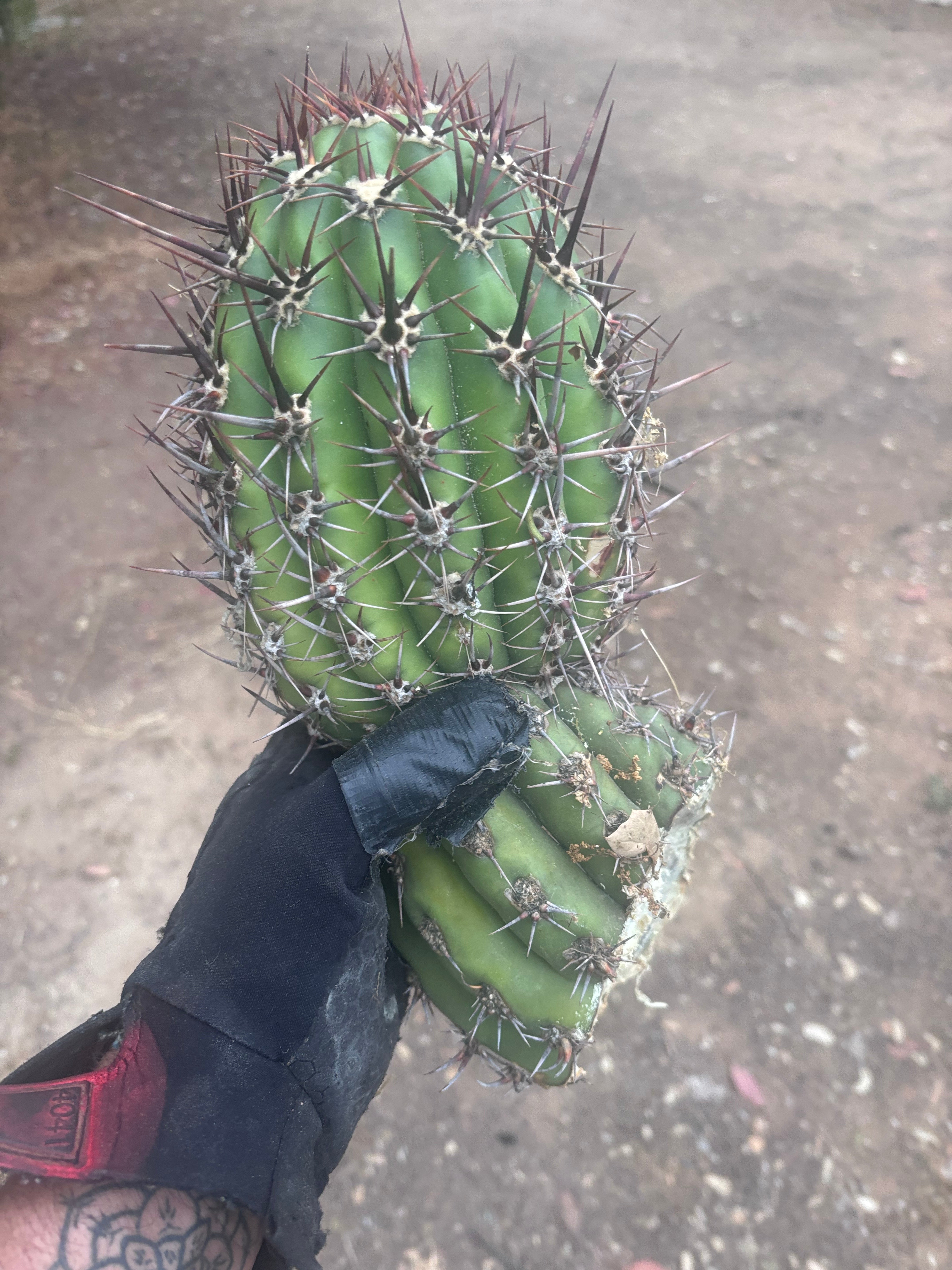💎 Tacaquirensis — FAT 12” Tip