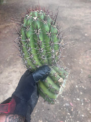 💎 Tacaquirensis — FAT 12” Tip