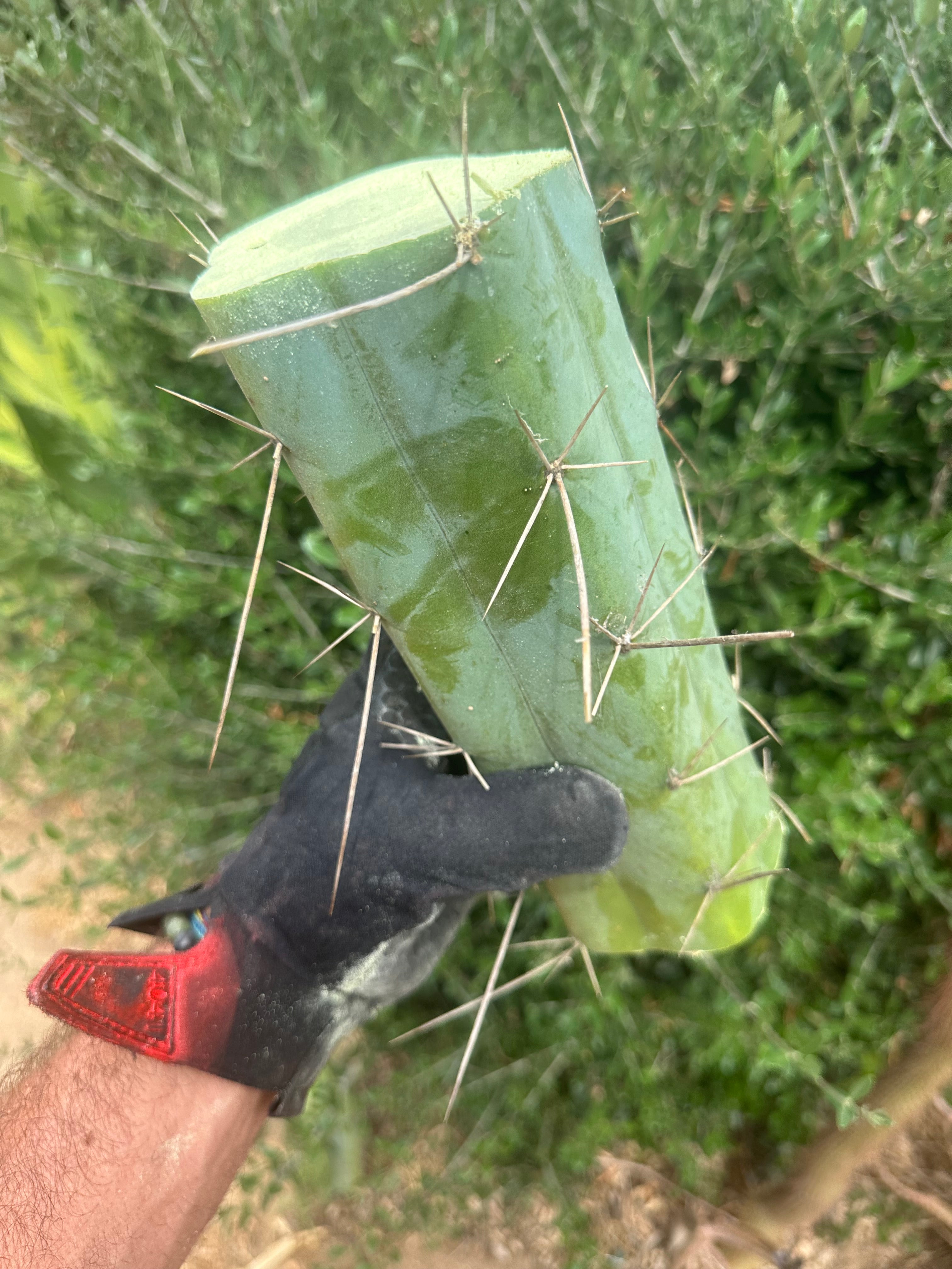 👑🌶️ Custom Listing for Scott C