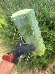 👑🌶️ Custom Listing for Scott C