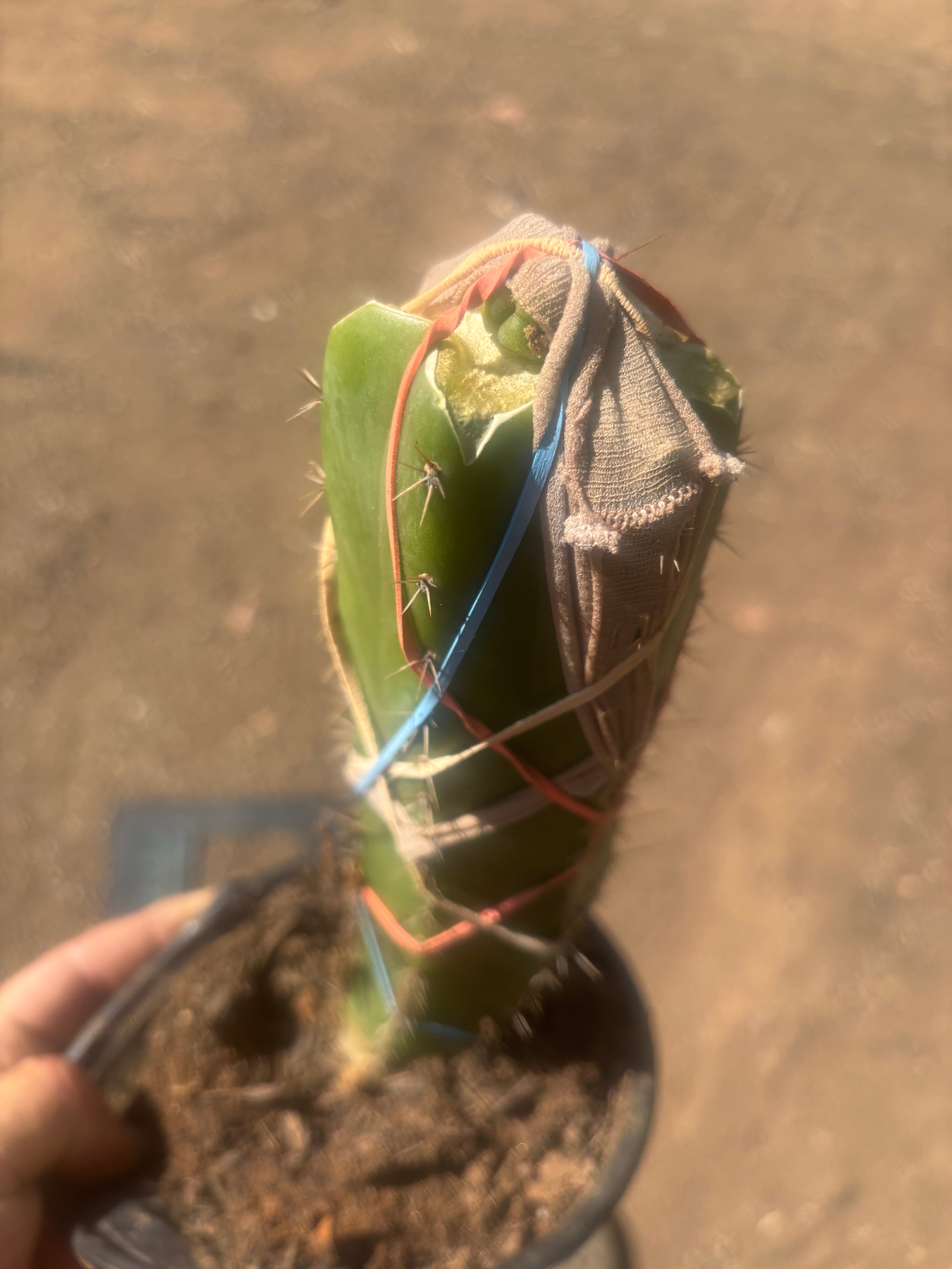 💎🌶️🌶️ NOM — Pup Graft On Seed Grown Rooted Stock