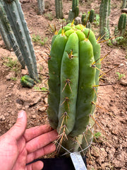 👑 Nash — 9” Grenade