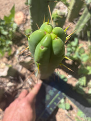 👑🌶️🌶️  Jiimz Twin Again — 12” Tip