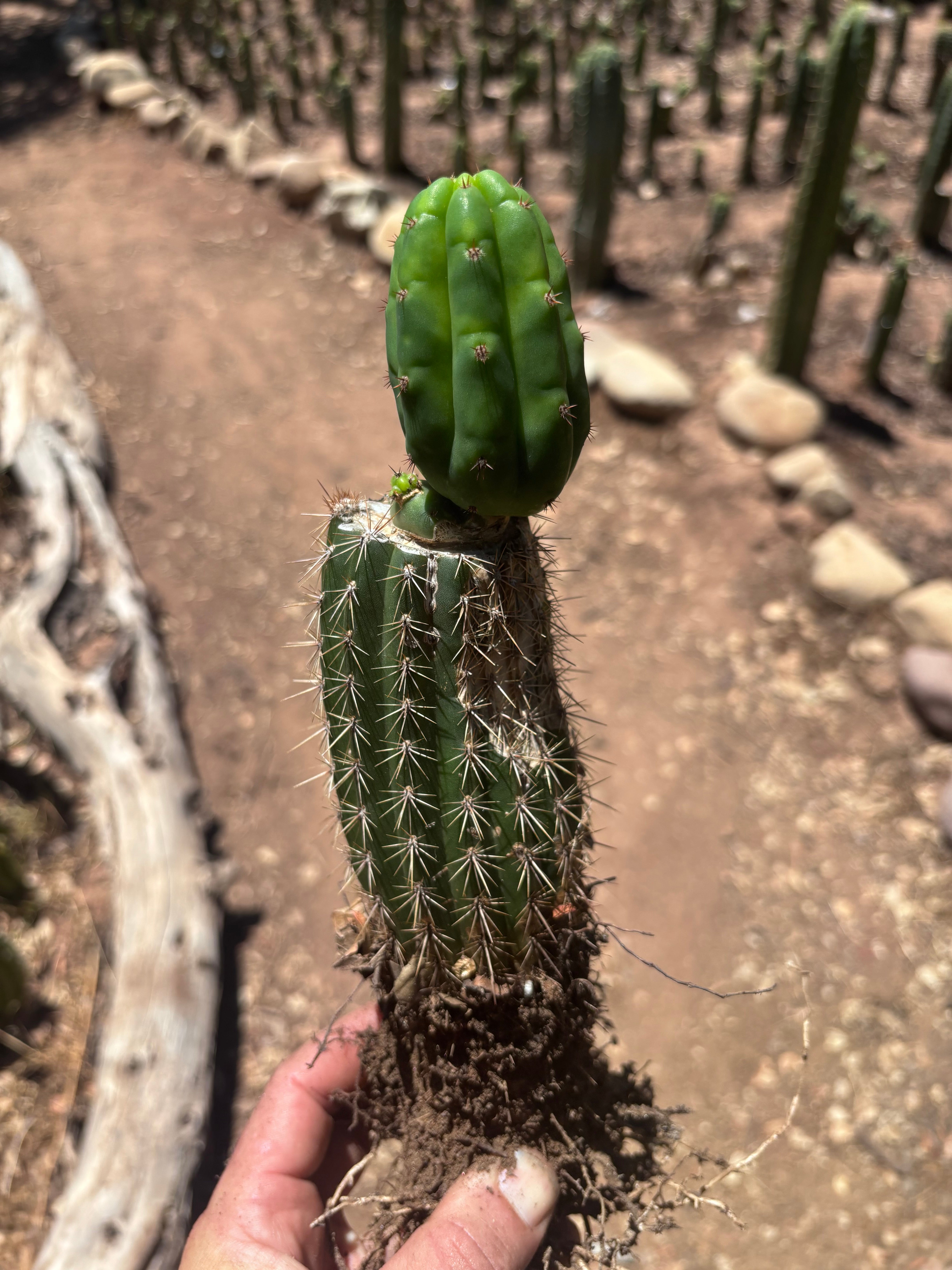 👑🌶️🌶️ KR04 — Whole Rooted Graft