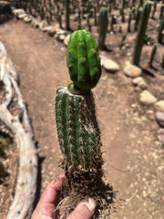 👑🌶️🌶️ KR04 — Whole Rooted Graft