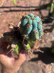 💎👑💎 Papa Smurf — Thick Rooted Mid w/Pup