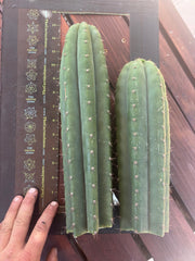 👑 LER — Lot of Two Tips — 13” and 10”
