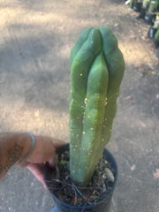💎 MB x MP Scop — Rooted 14” Chonker