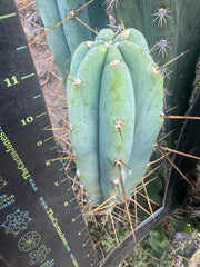 👑🌶️ KGC  — 12” Tip