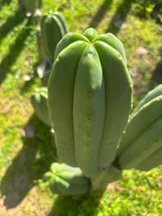 👑🌶️ Zulk — FAT 11” Pup