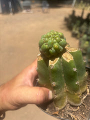 💎👑💎 Havran — Pup Graft on Rooted PC