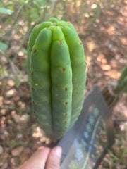 💎👑🌶️🌶️ KR04 — 9” Tip