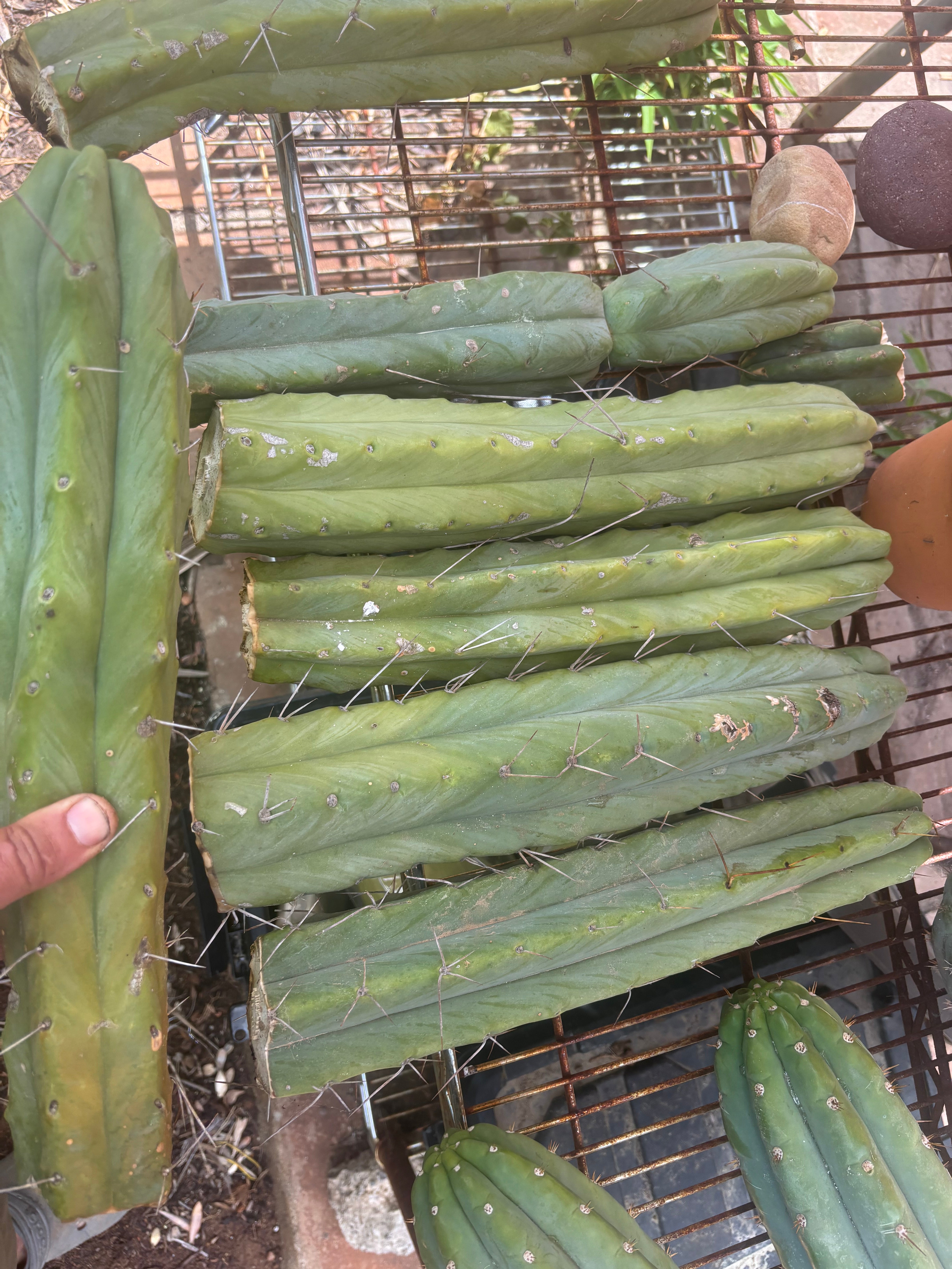 👑🌶️🌶️  Jiimz Twin Spine — XL Mature 15” Tips (Restocked Again)