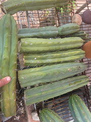 👑🌶️🌶️  Jiimz Twin Spine — XL Mature 15” Tips (Restocked Again)