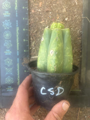 👑💎🌶️  CSD — Pup Graft on Rooted Pierre