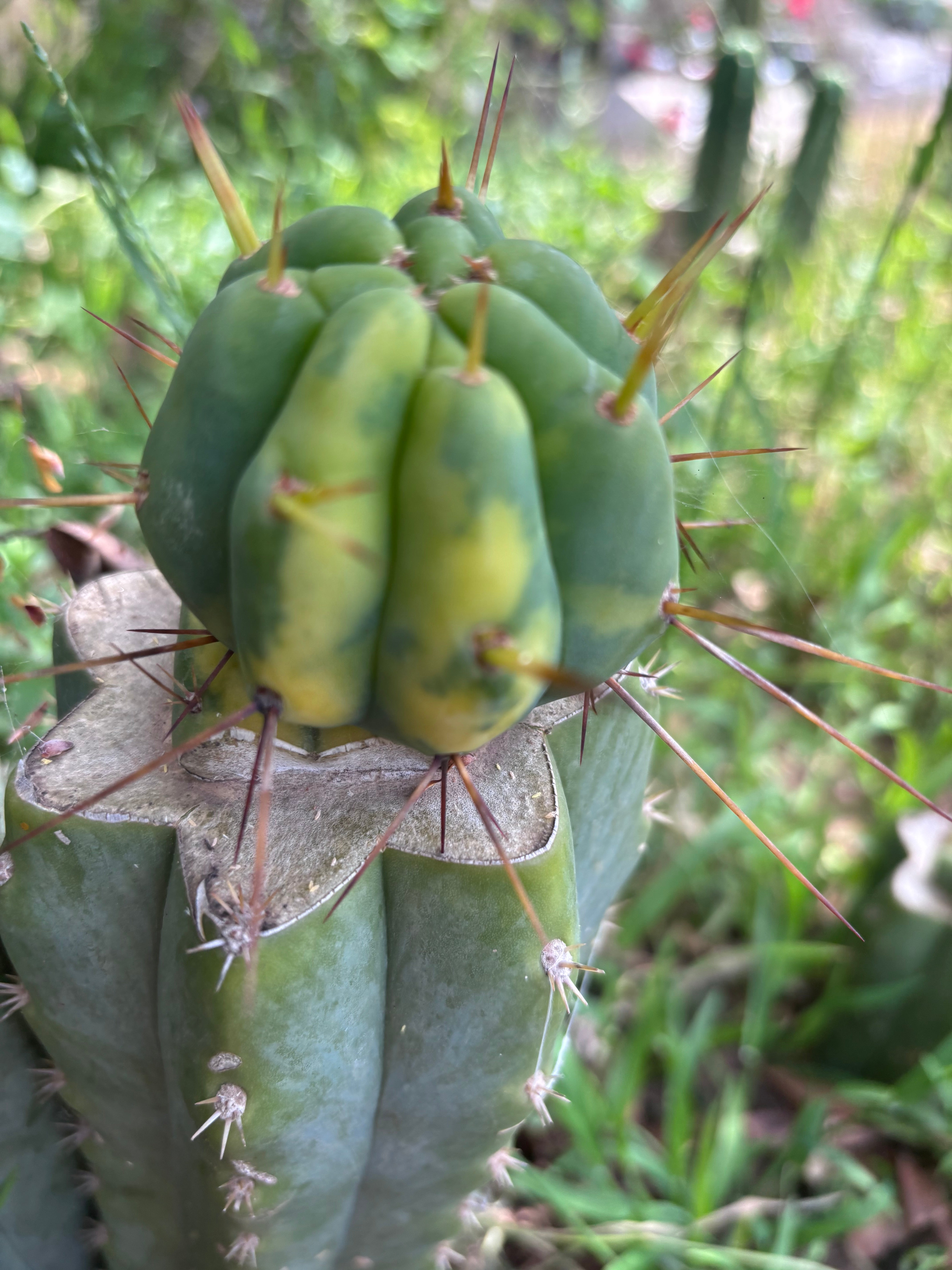 💎👑💎🌶️ MJC01  — Jumbo Graft with Fat Pup