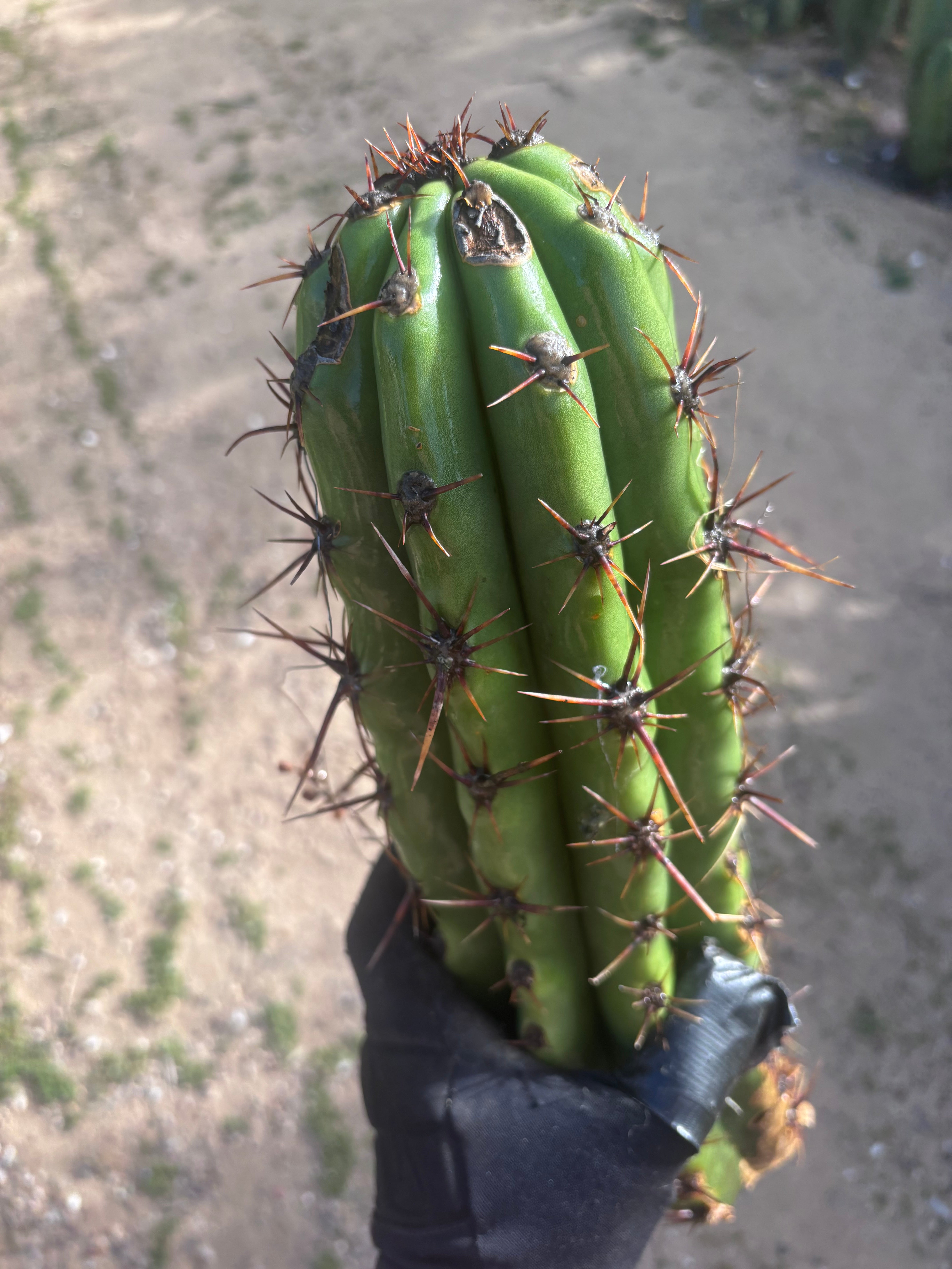 Tacaquirensis — Massive 16” Tip