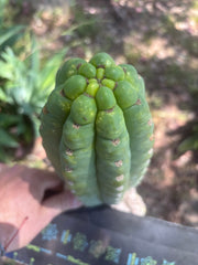 💎👑🌶️ Ichoca — BEEFY 9” Pup