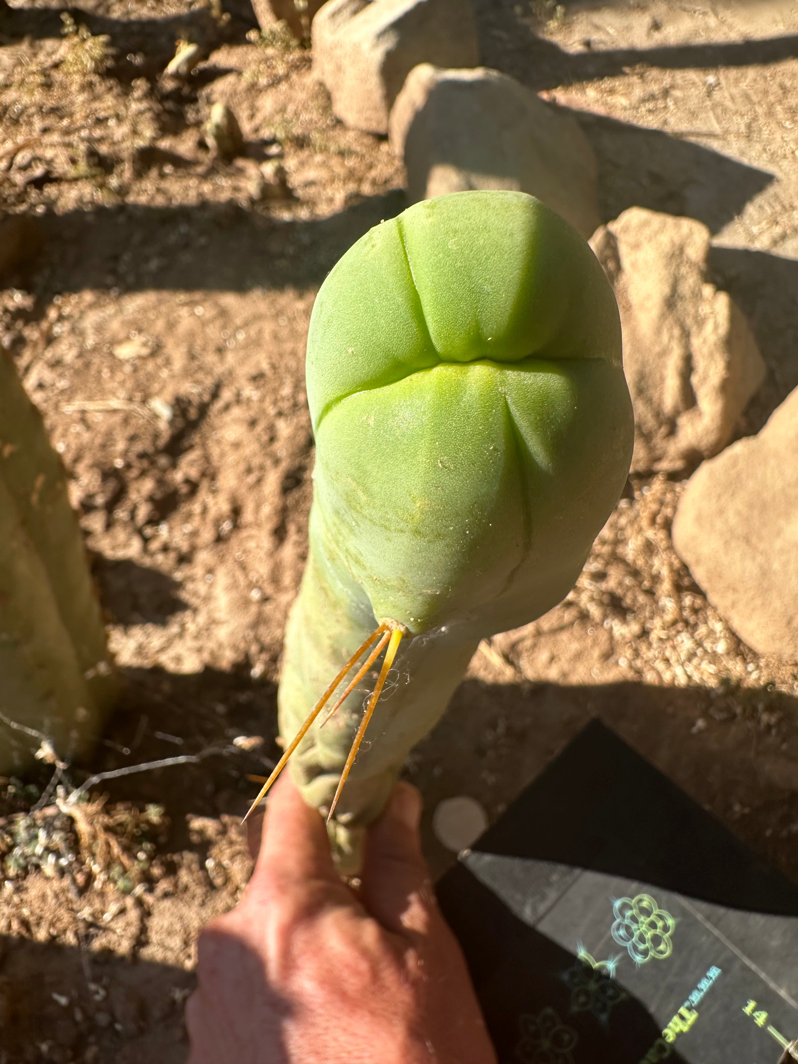 👑🌶️ TBM Long Form — 11” Tip