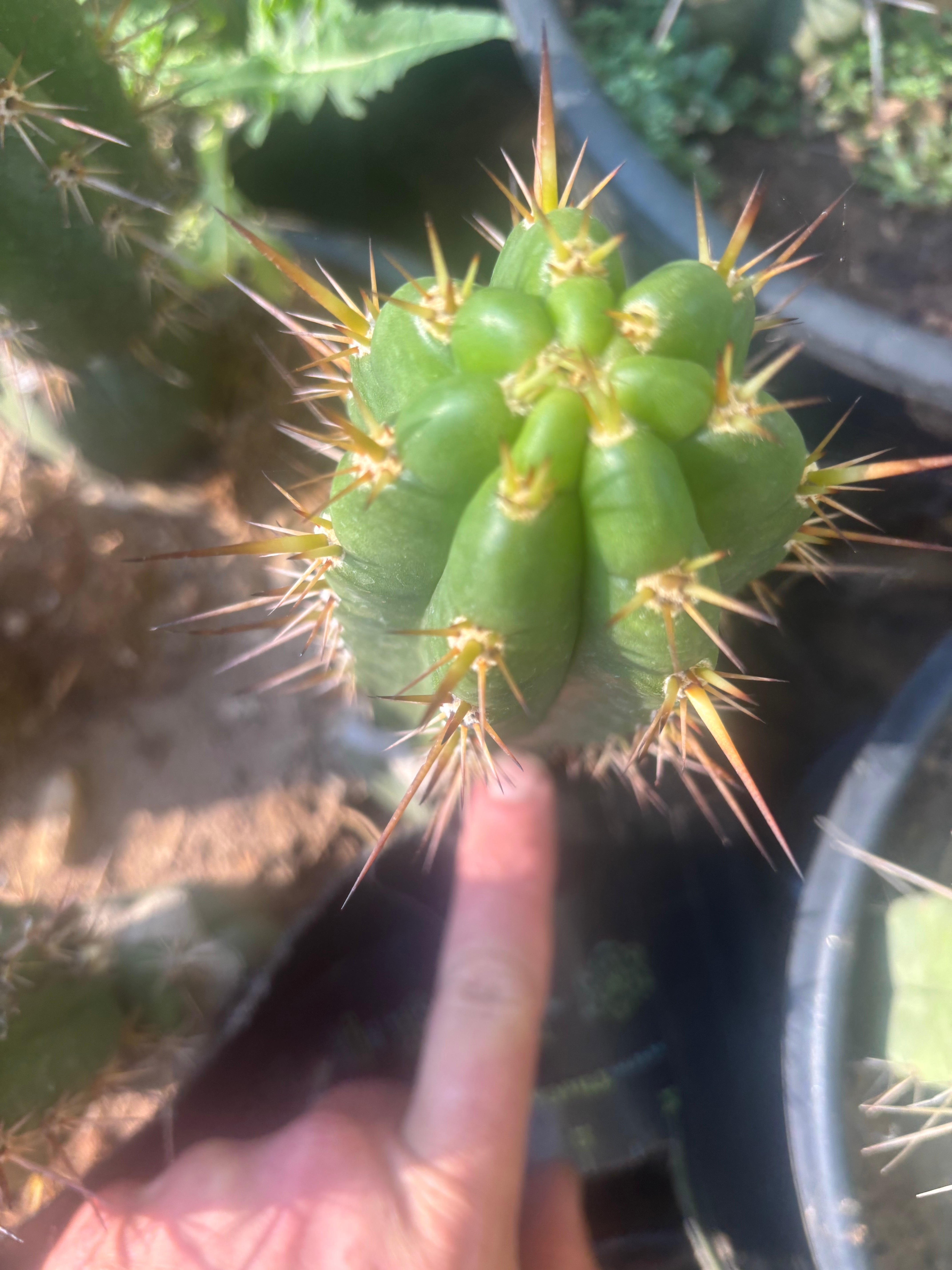 💎👑💎 Tulhuay — Rare Magenta Flower — 6” Pup