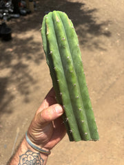 👑🌶️🌶️ Landfill — 11” Tip