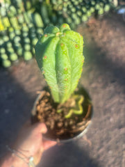 👑🌶️🌶️ Ogun — Rooted Mid with 13” Pup