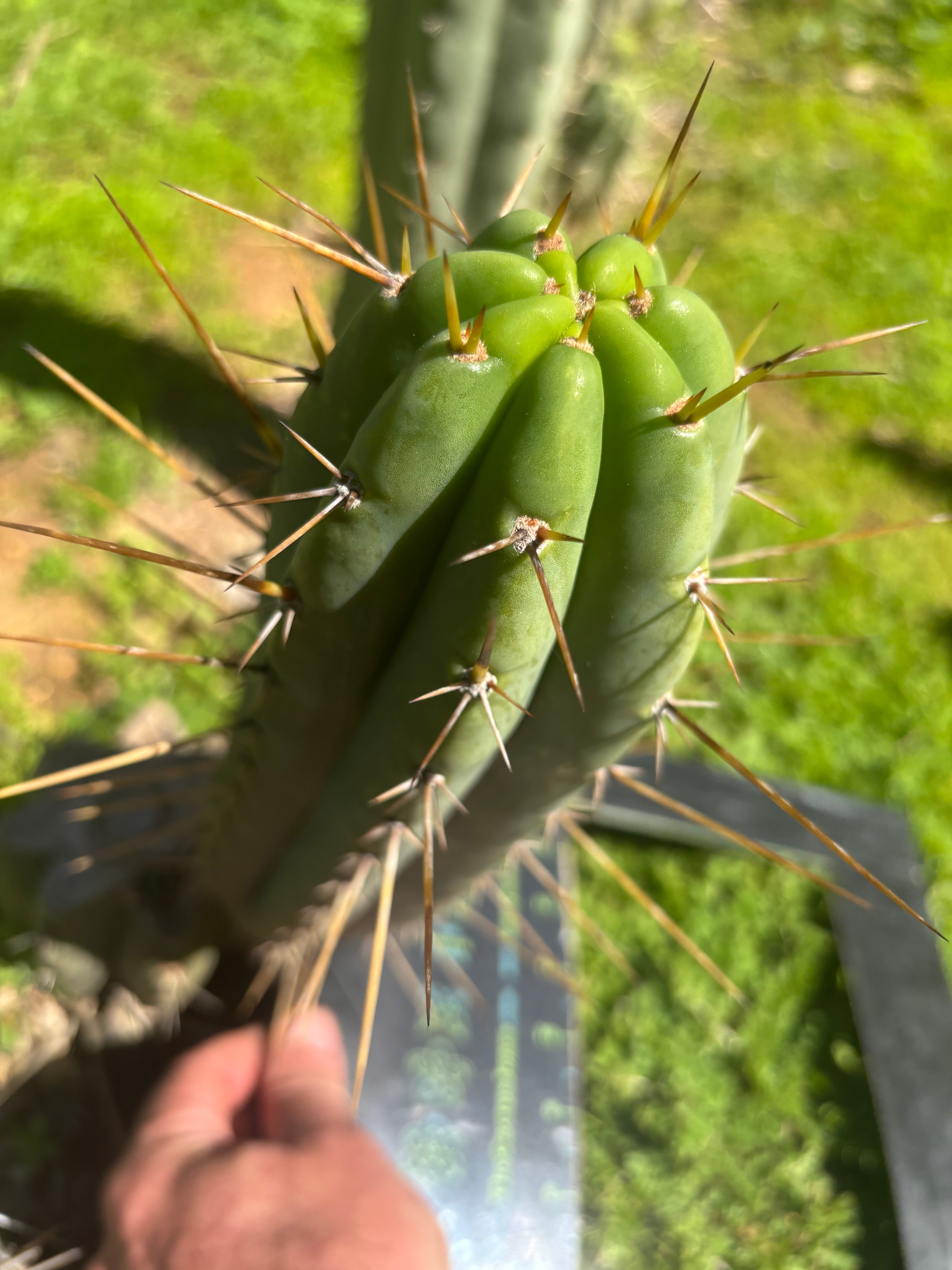 🌶️🌶️⚠️ E.R. — 10” Pup