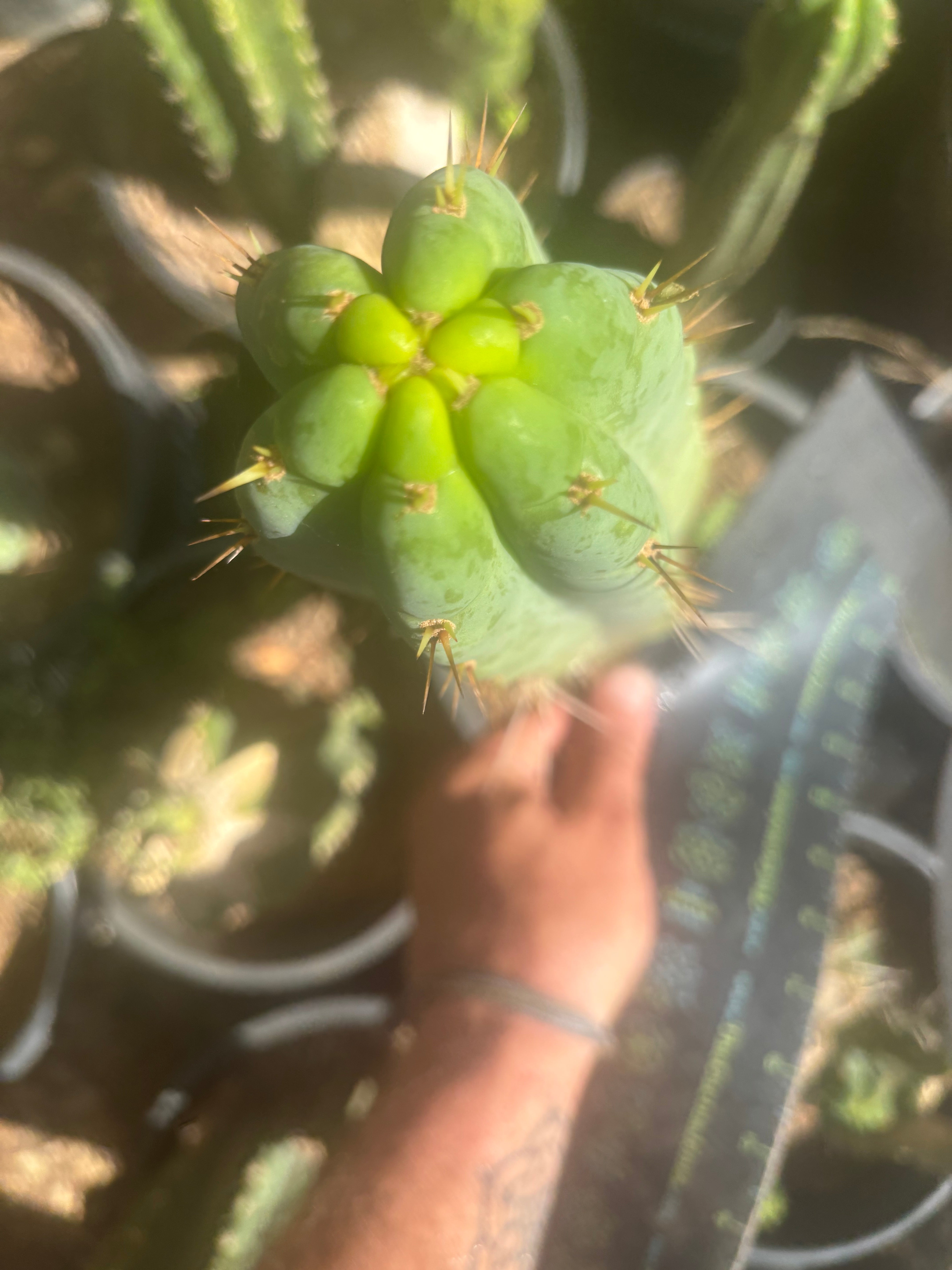 💎🌶️🌶️ NOM — 10” Tip
