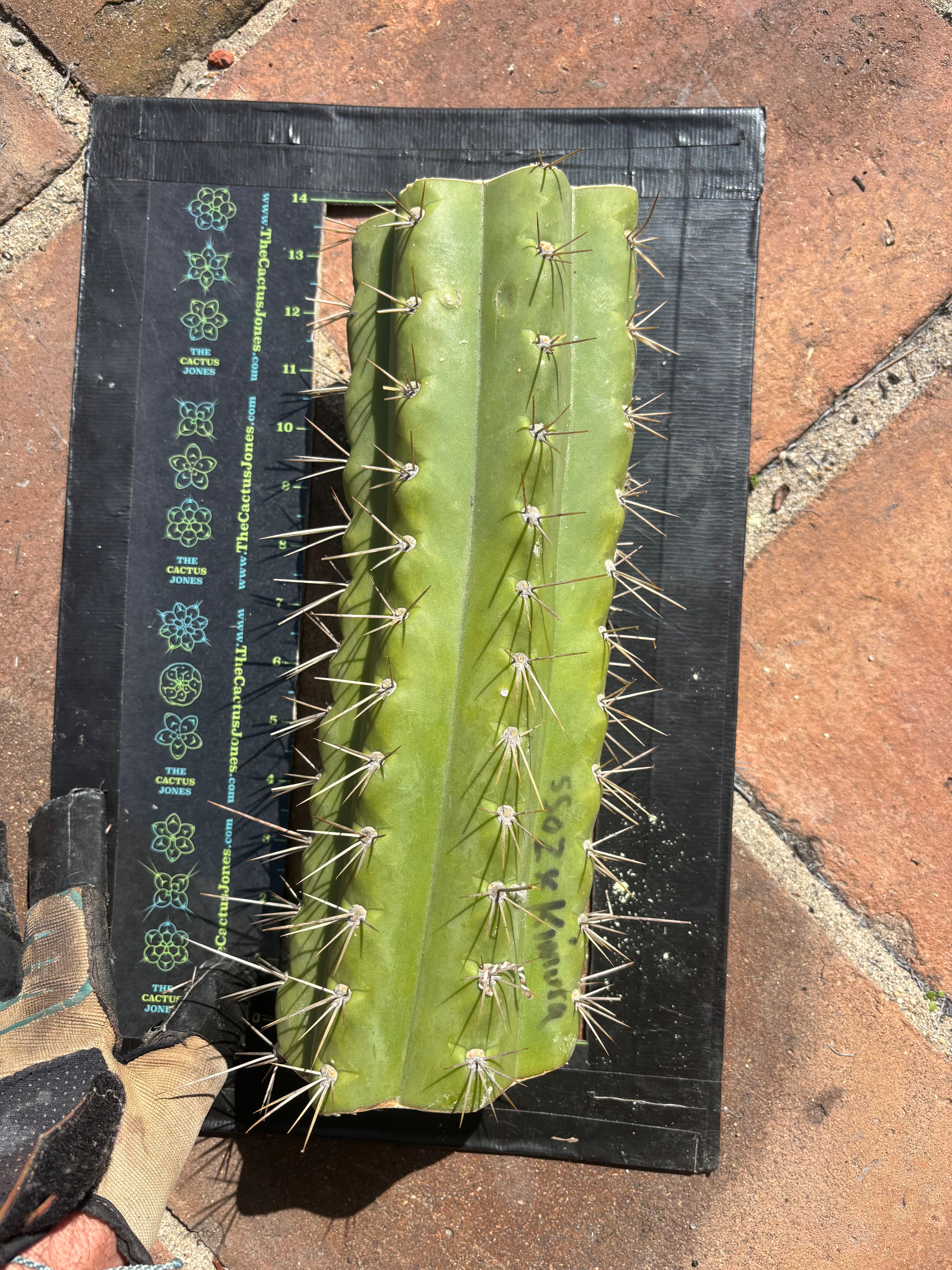 🌶️ SS02 x Kimura’s Spiny Giant   — Massive NOTCHY 14” Mid