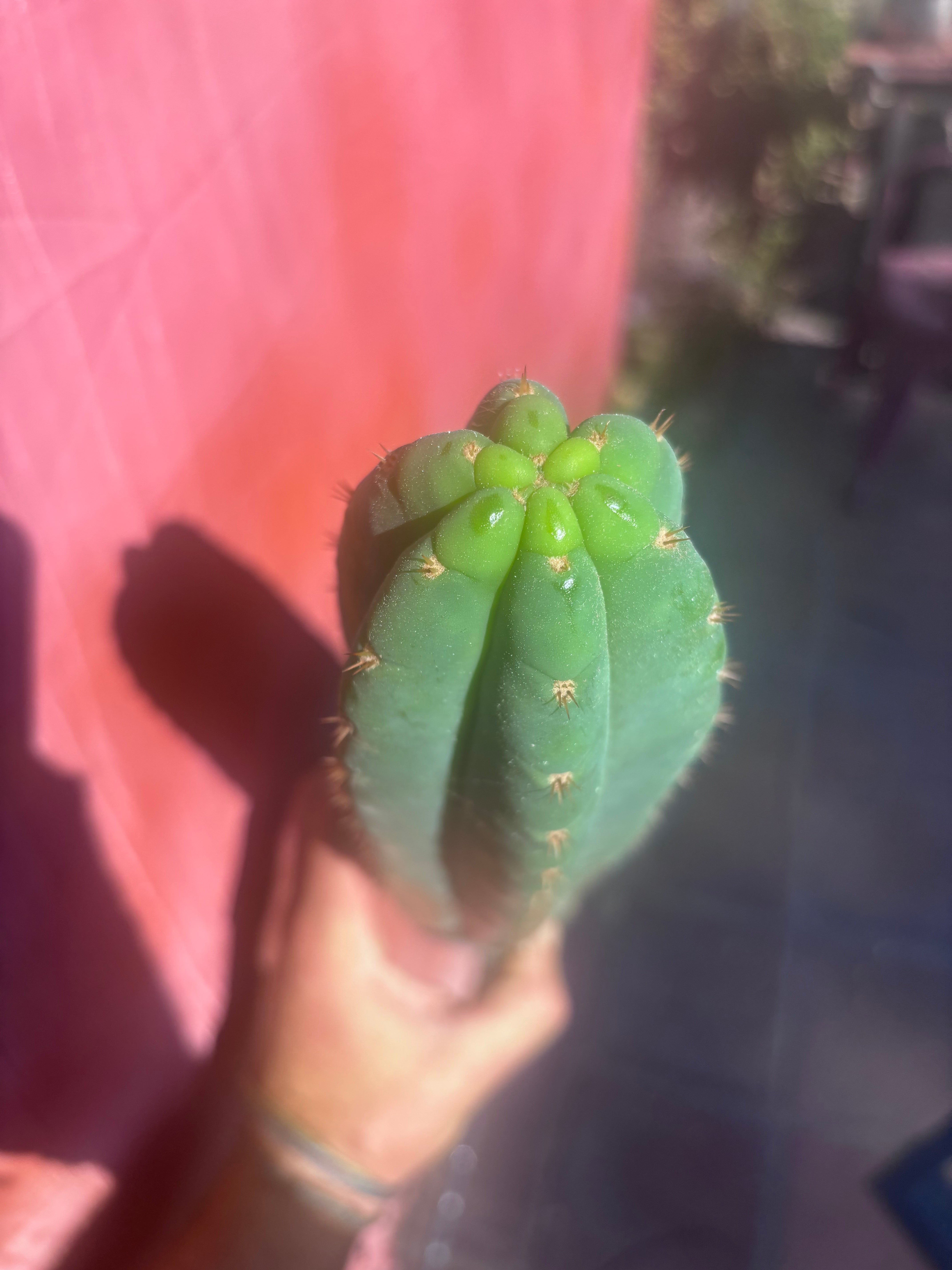 👑🌶️ Ventucky Blue — XL 17” Pups