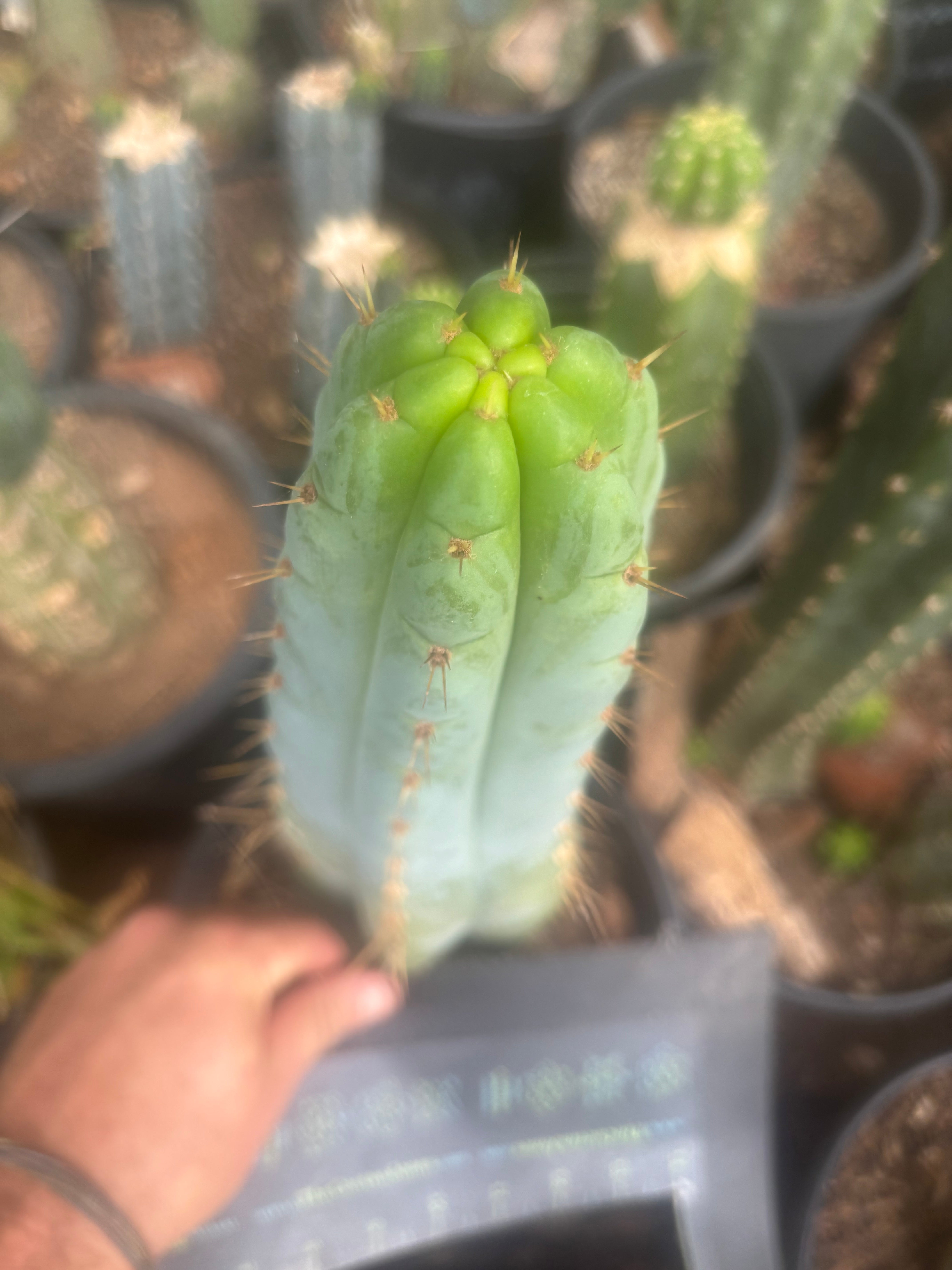 💎🌶️🌶️ NOM — XL 12” Tip