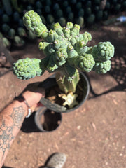 💎👑💎 Glorp — XL Rooted Pupsplosion Graft