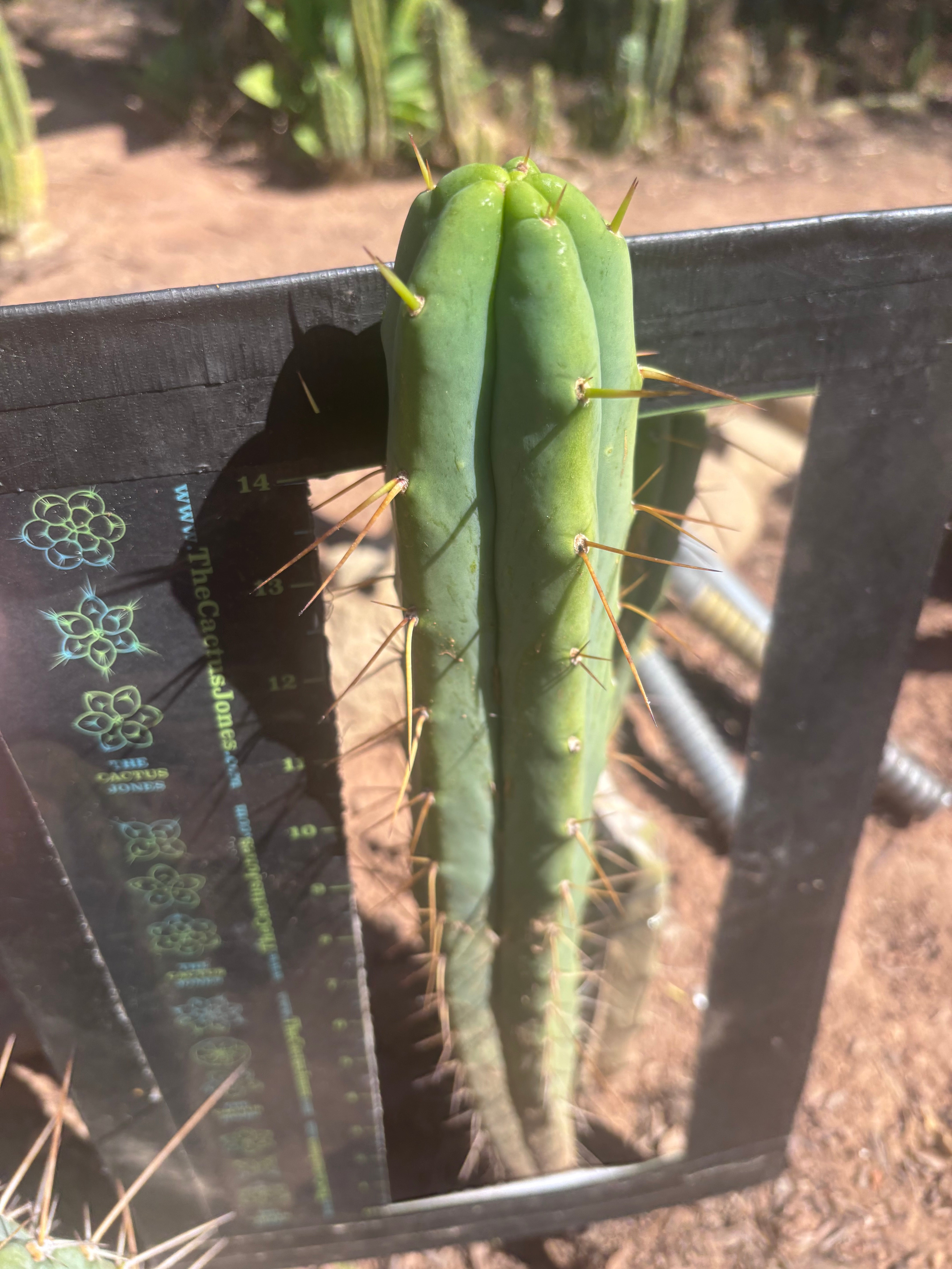 🌶️ 805 — 15” Tip