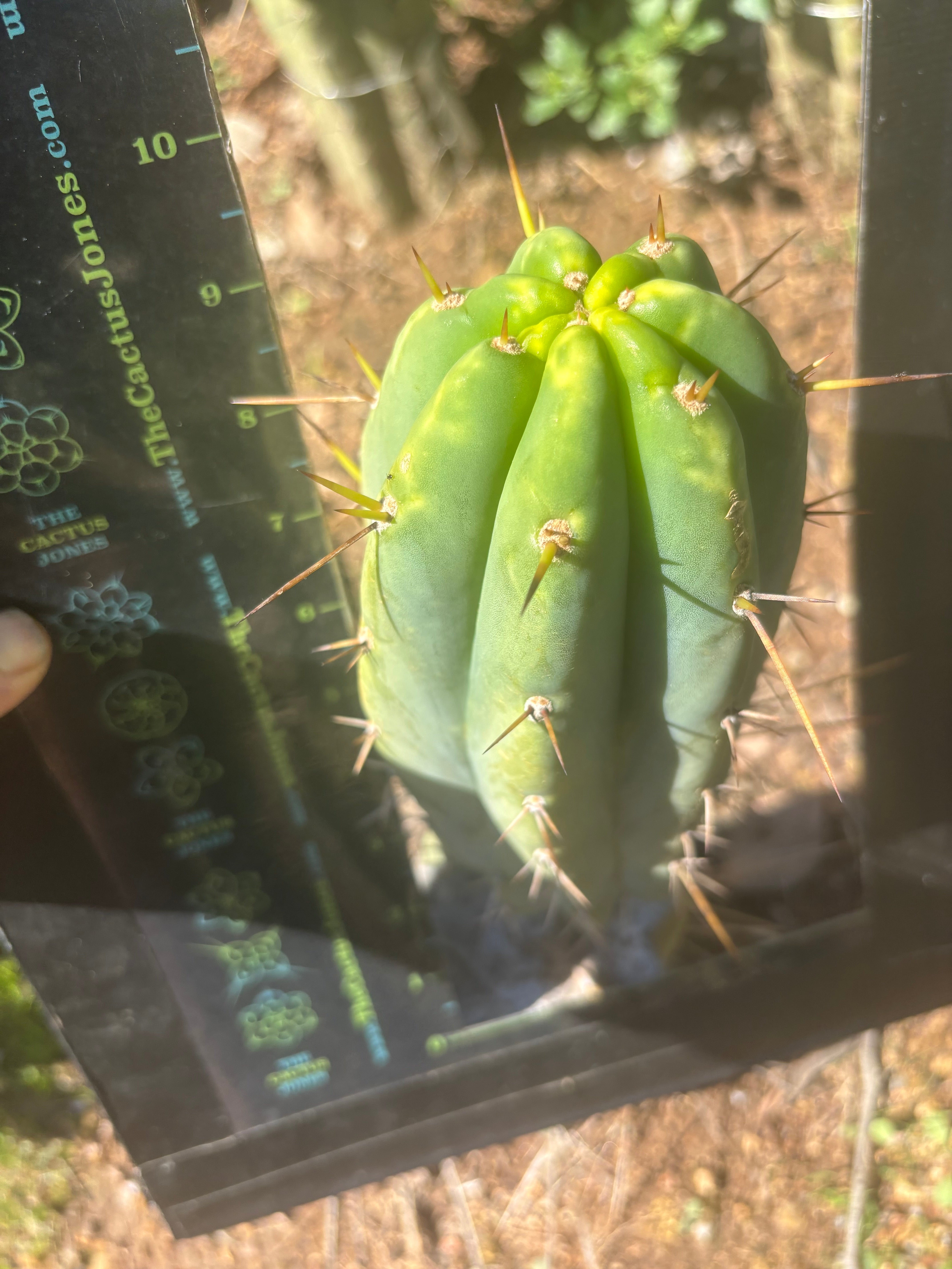 🌶️🌶️⚠️ E.R. — Chonky 9” Pup