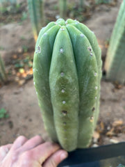 💎👑🌶️ Pierre — Thick 9” Tip