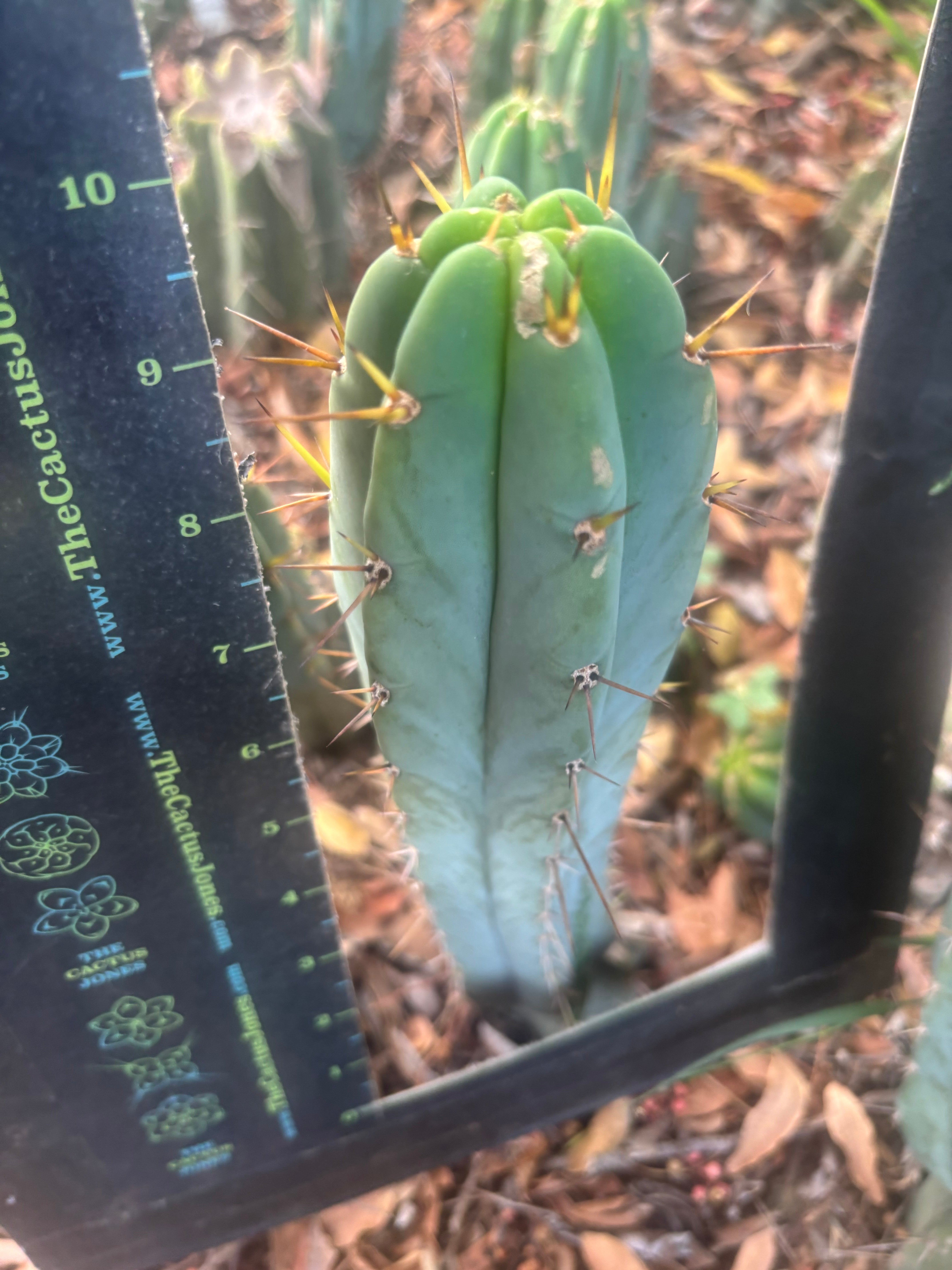 Custom Listing for Jeff H