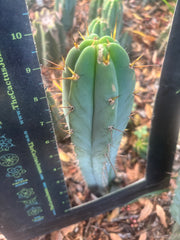 Custom Listing for Jeff H