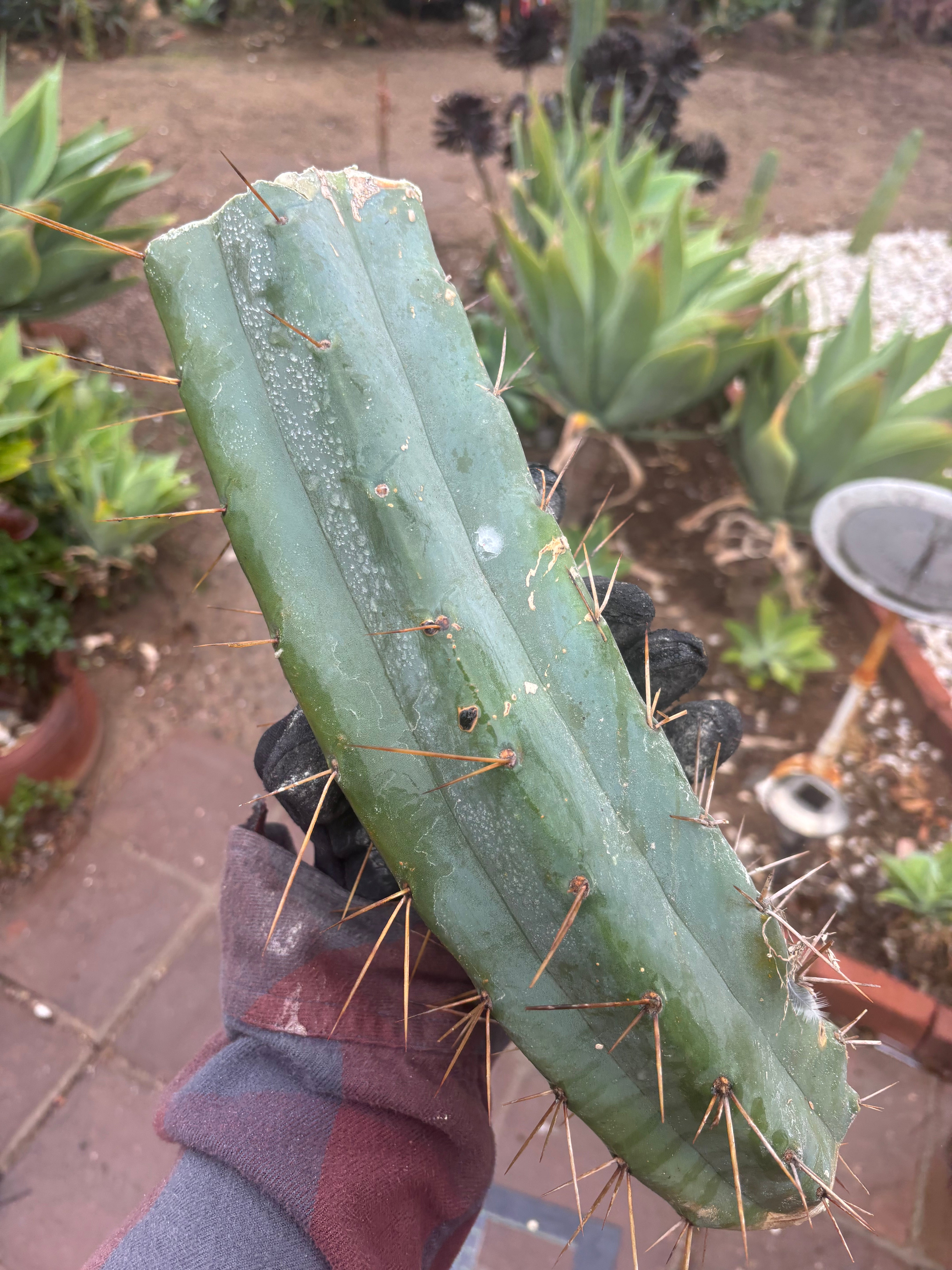 👑🌶️🌶️ Eileen — 14” MEGA Mids (2)