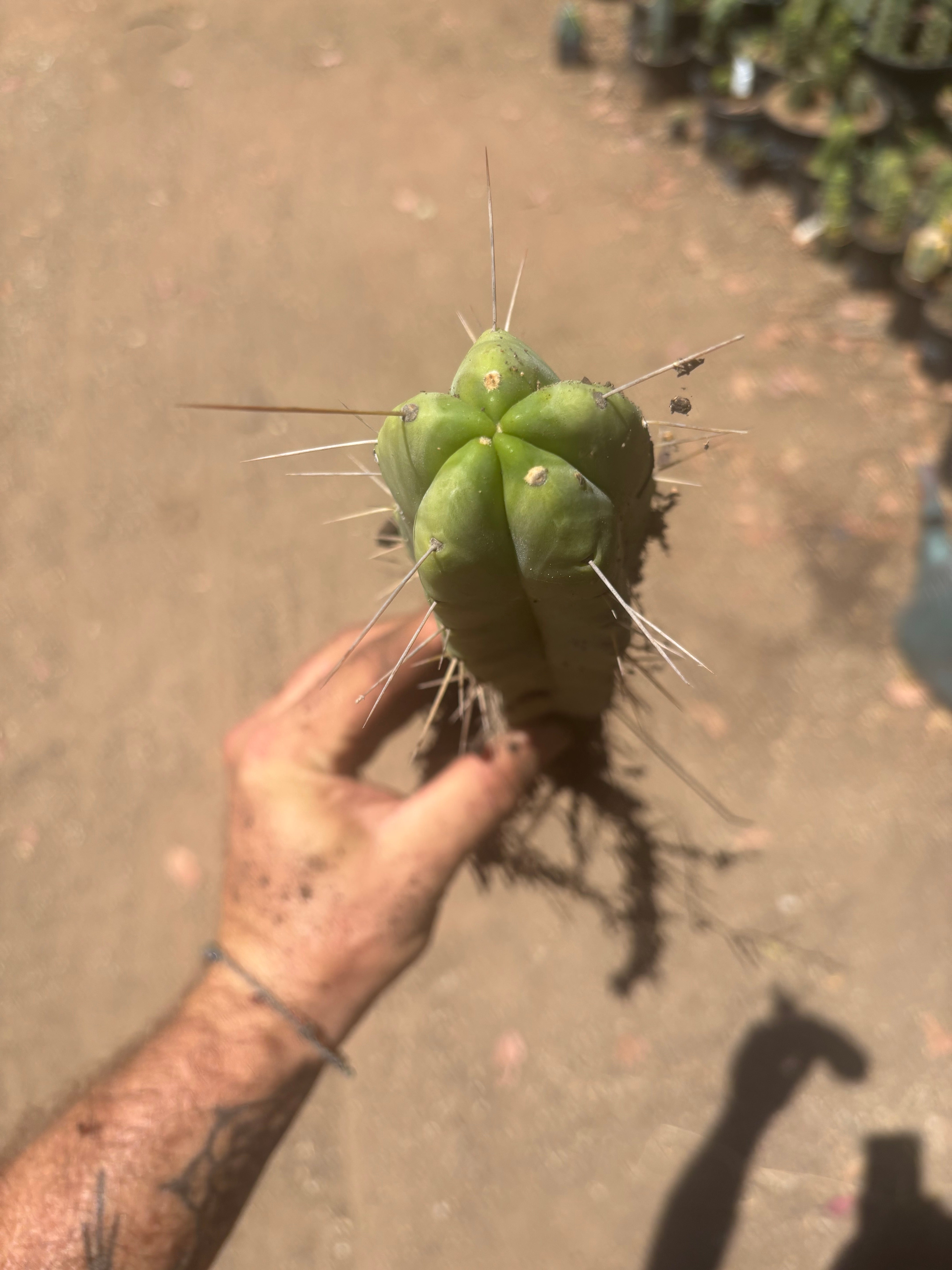 👑🌶️🌶️ Eileen — Fully Rooted 11” Tip