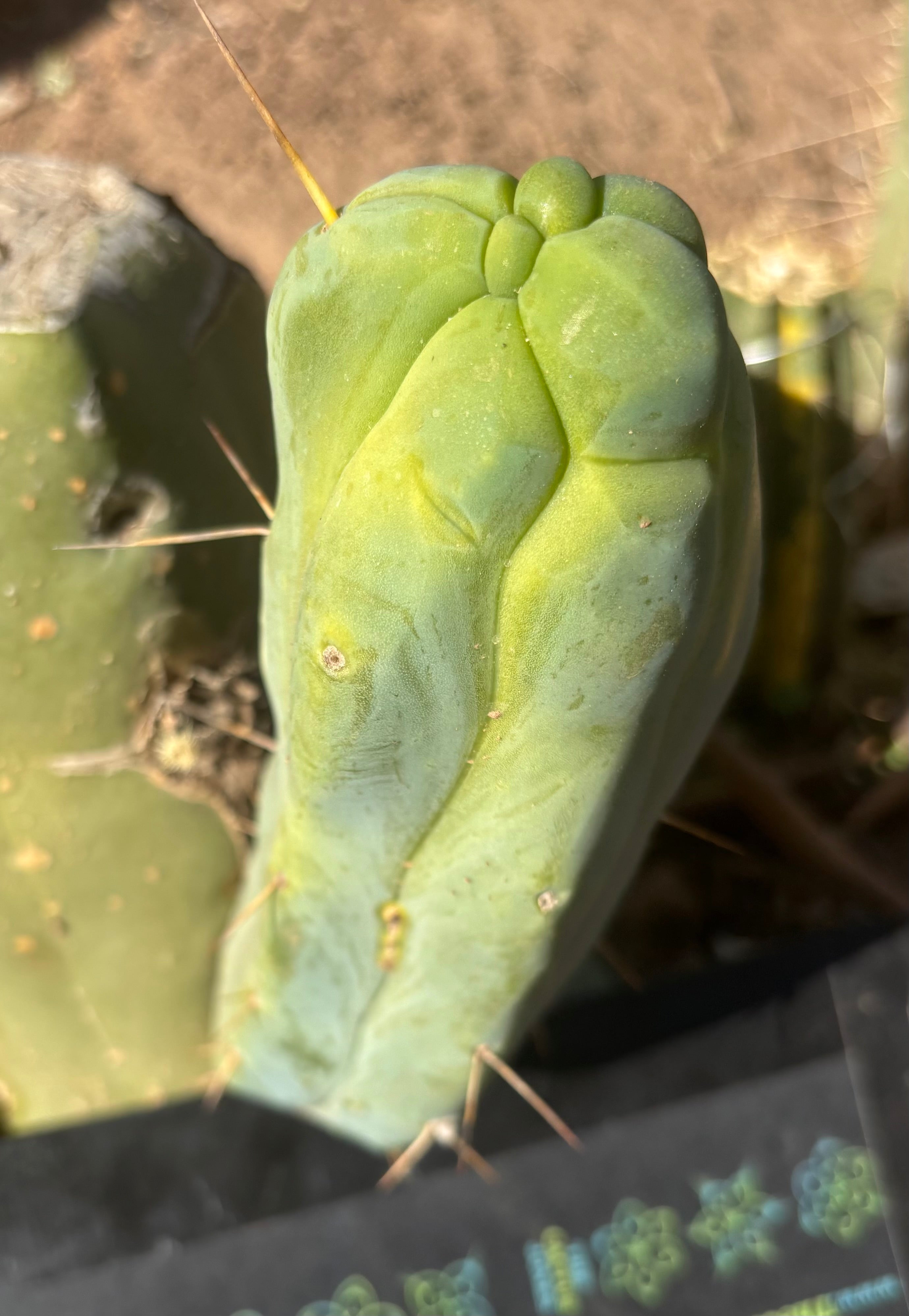 👑💎🌶️ Caballero — 7.5” Pup