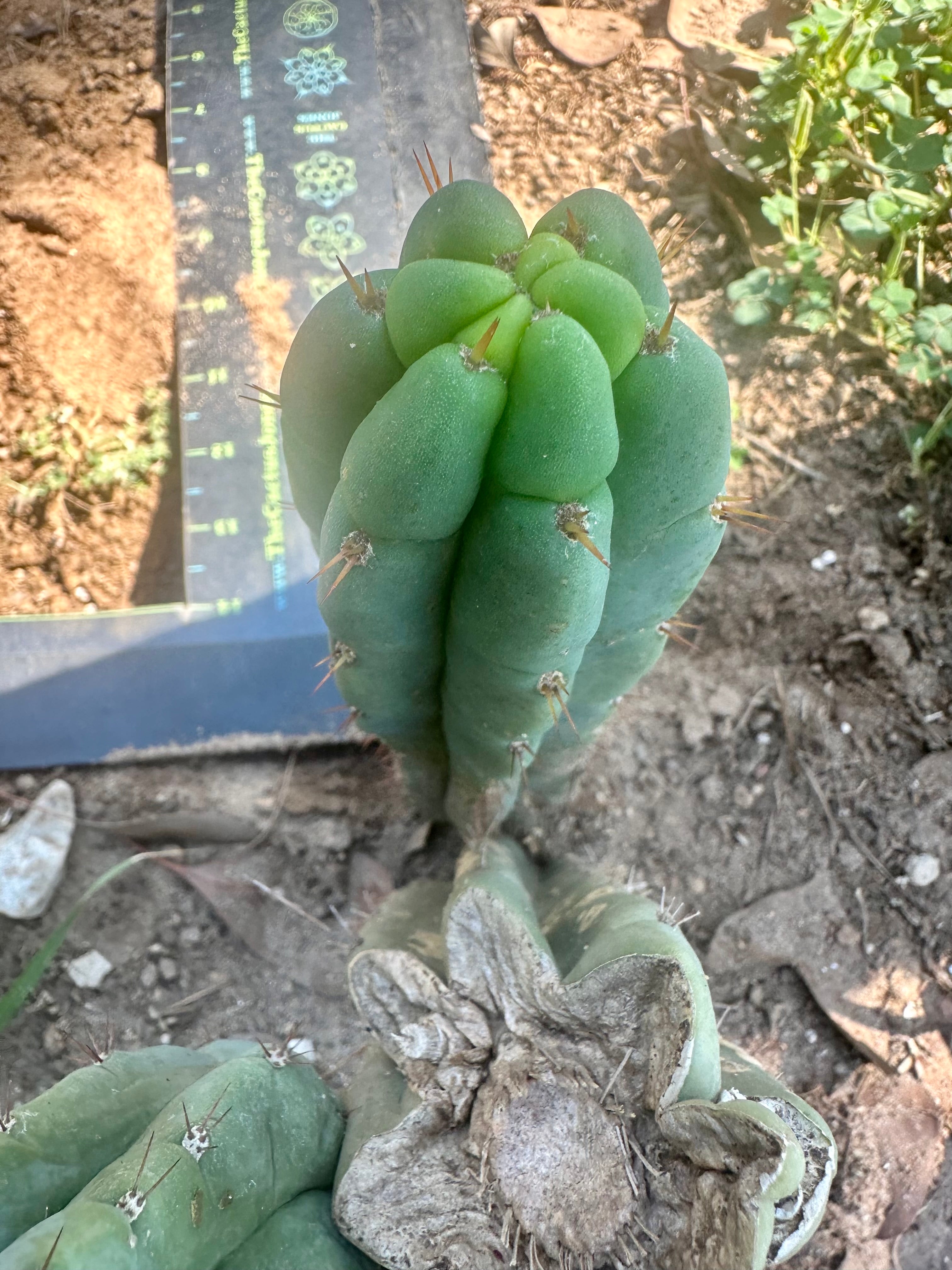 💎👑🌶️🌶️ Austy’s Bomb — 8” Pup