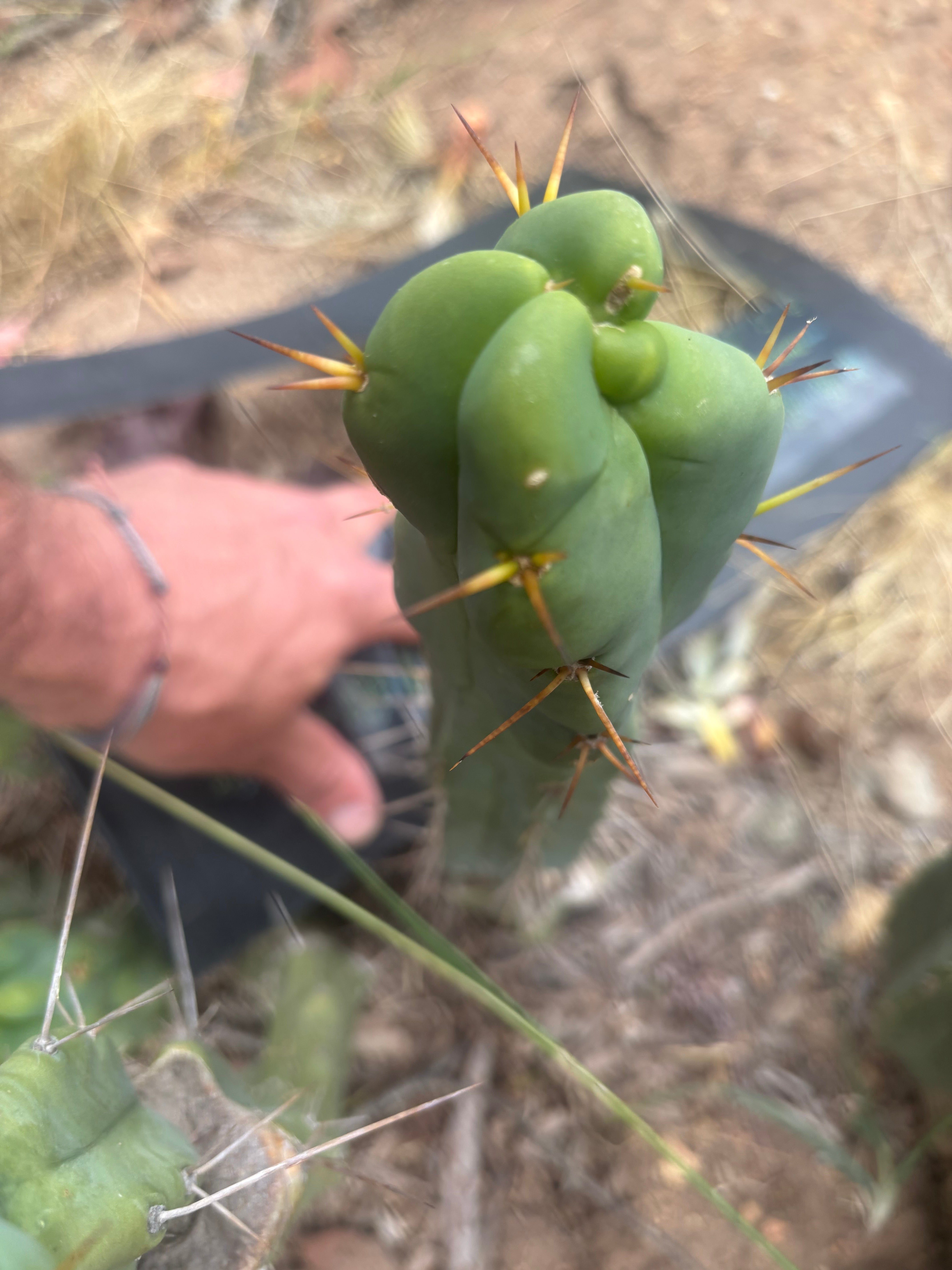👑🌶️  Mel — 11” Tip