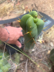 👑🌶️  Mel — 11” Tip