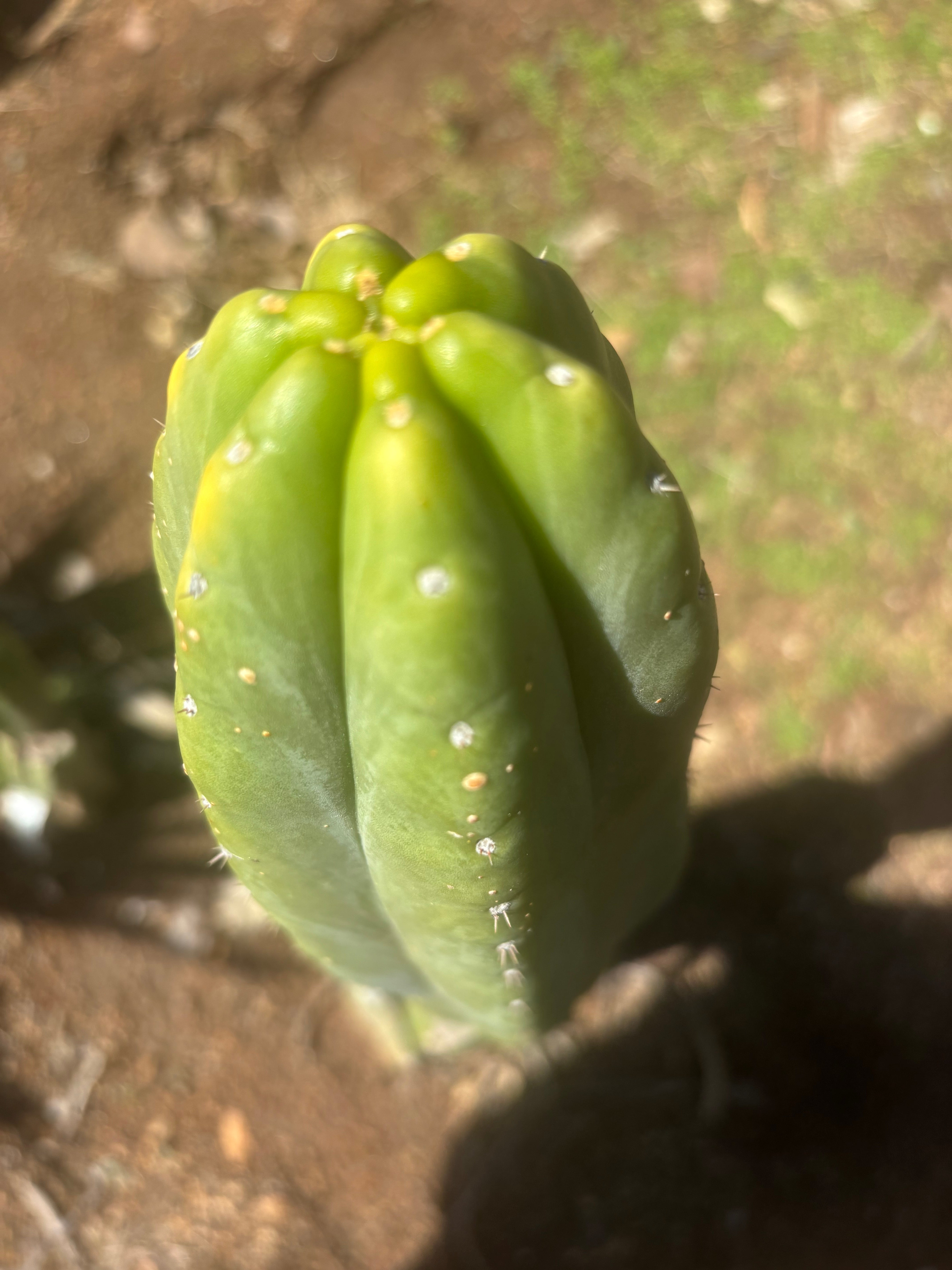 👑💎🌶️ “Lil Inca” / JN08.2379M  — Chunky 5.5” Tip
