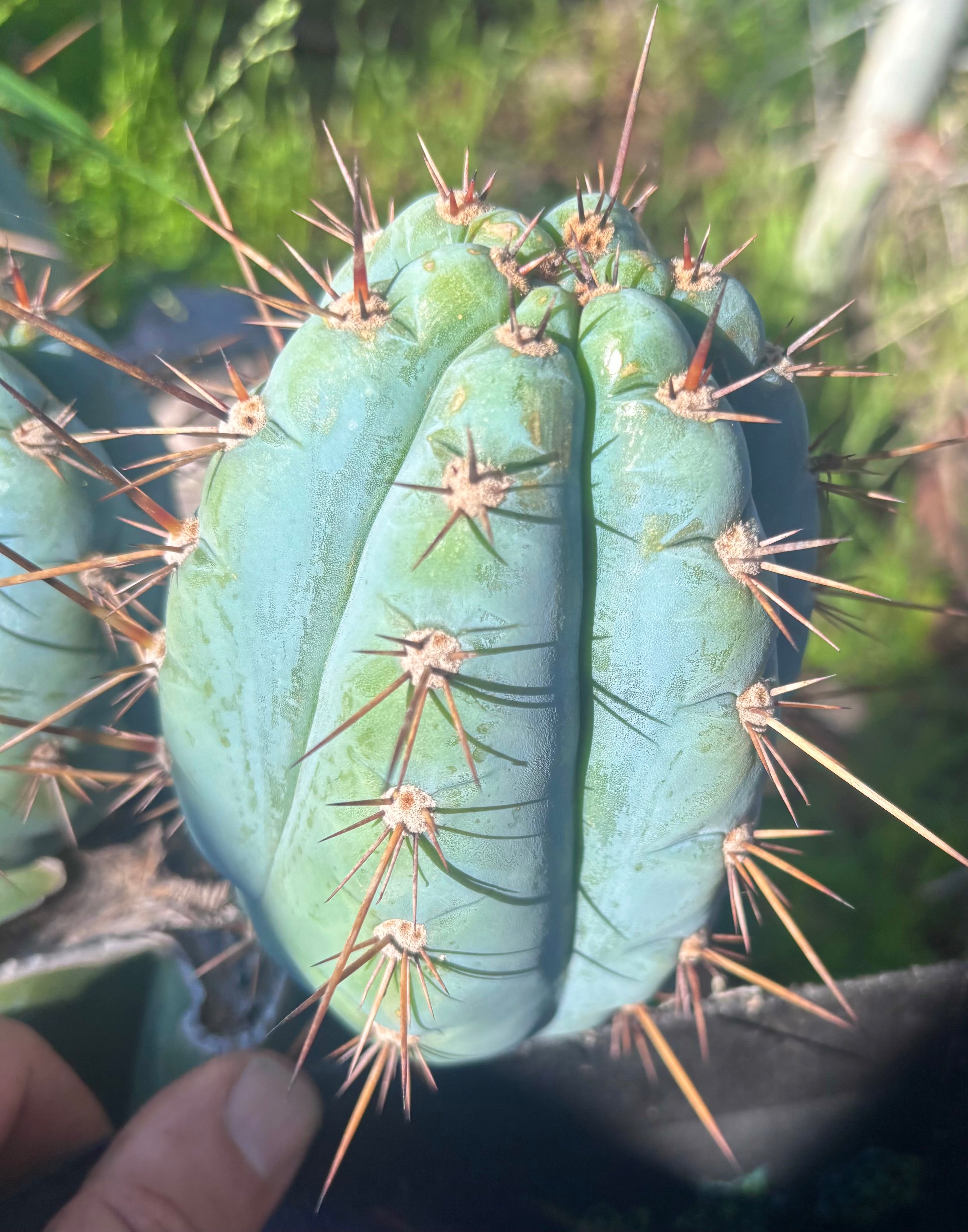 Custom Listing for Eric C