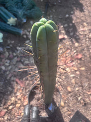 👑🌶️ Freya — XL 17” Fully Rooted