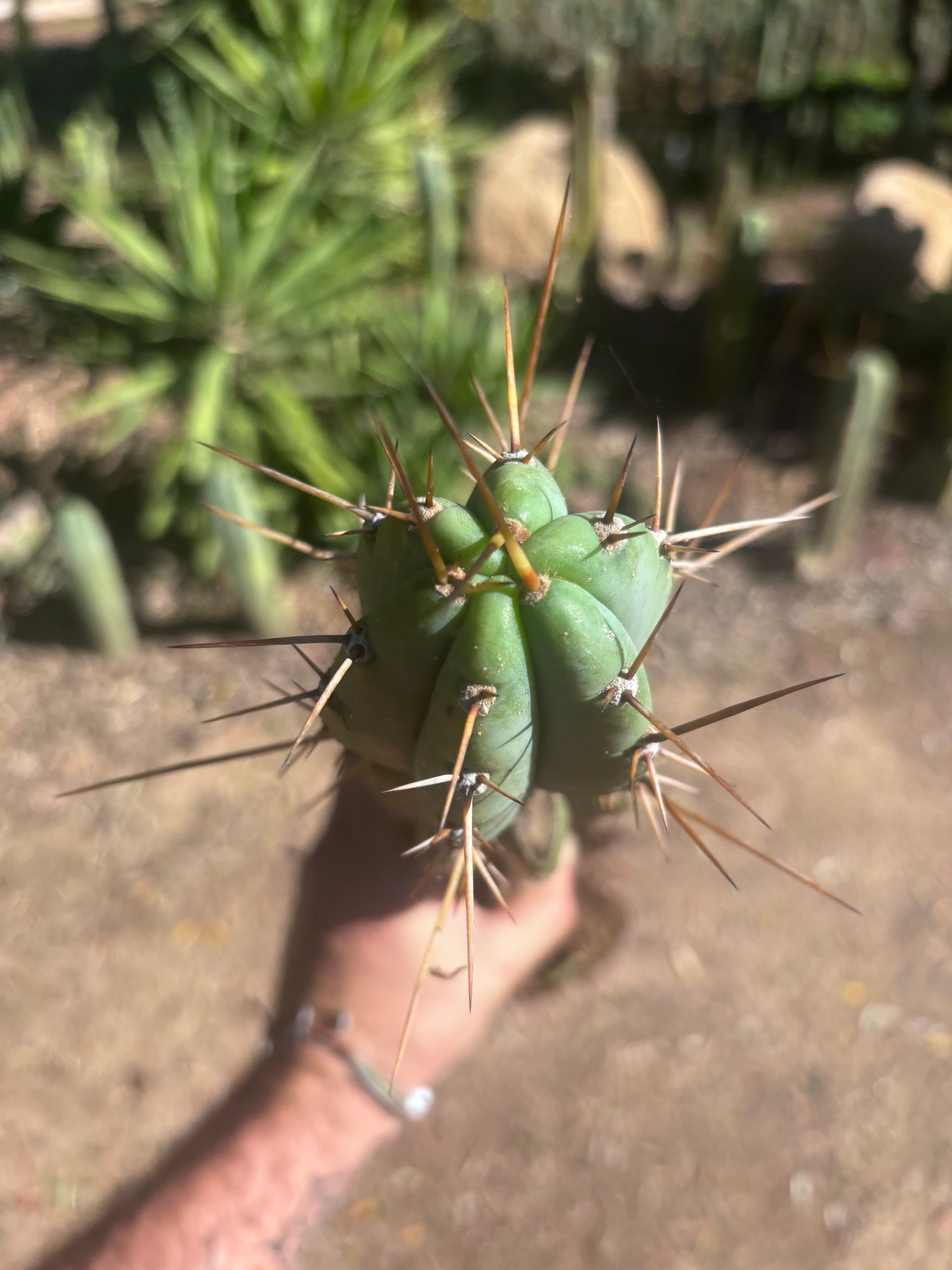 👑🌶️🌶️ Pala! — Rooted XL Graft