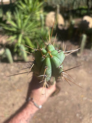 👑🌶️🌶️ Pala! — Rooted XL Graft