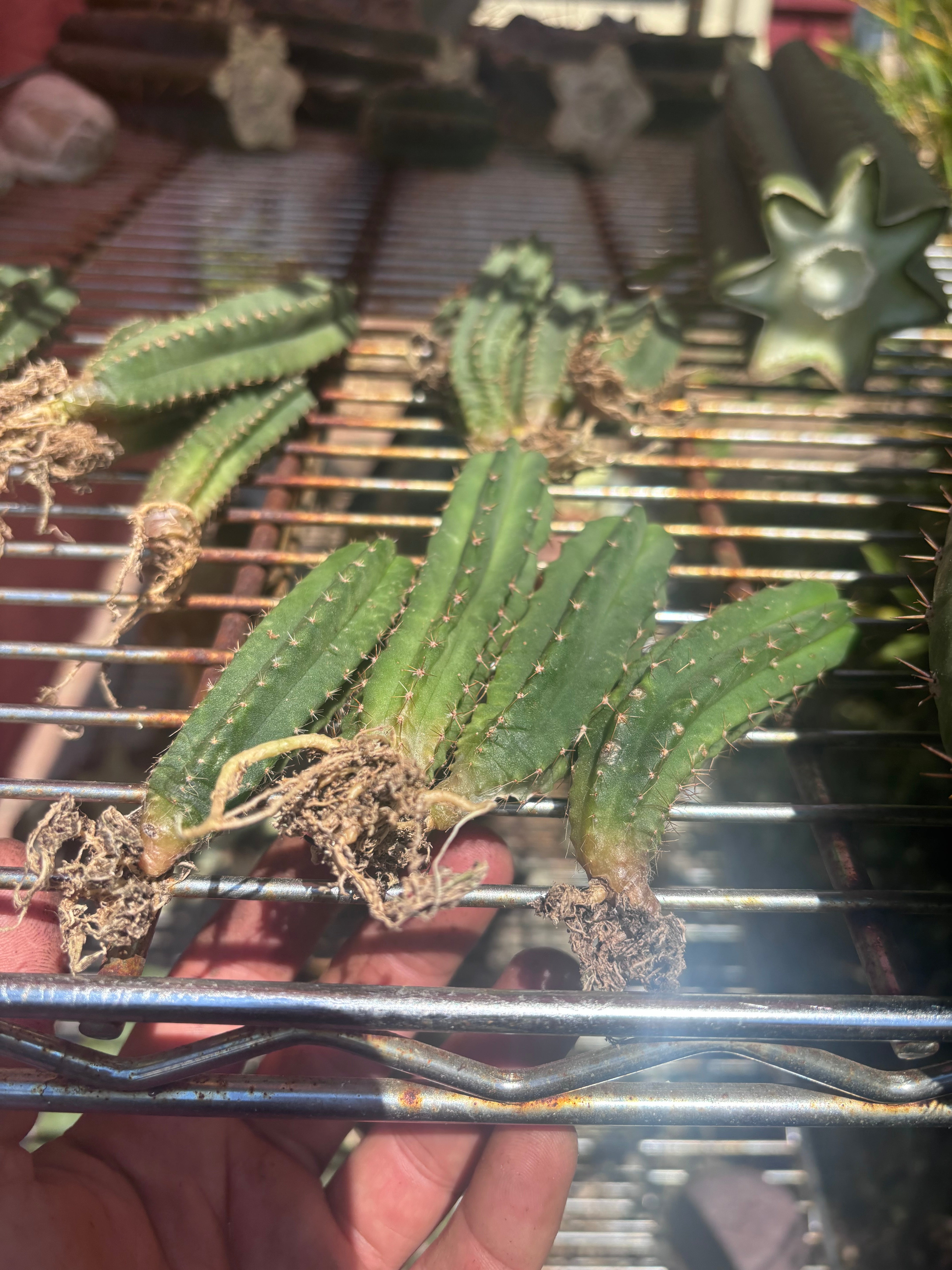 Seedlings — Malo4 x Malo4 — Lot of Four